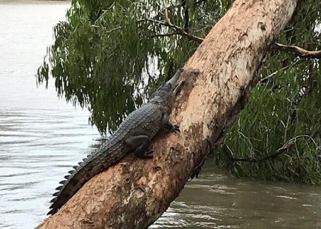 Austrālijas iedzīvotājus pārbiedē līdz ar plūdiem uz ielām izskalotie krokodili un čūskas