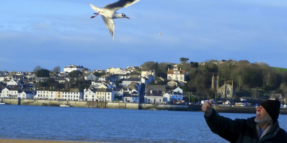 Vīrieti Anglijas pludmalē 12 gadus diendienā sveicinot viņa izglābta kaija