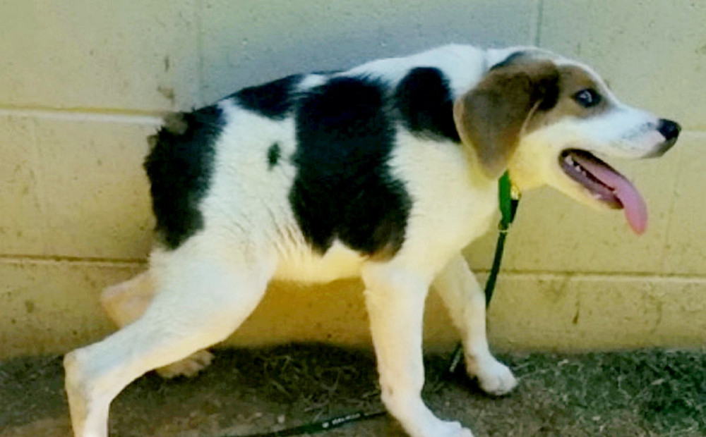 Pasauli sajūsmina dzīvespriecīgais Kūpers - suns, kurš piedzimis ar deformētu mugurkaulu