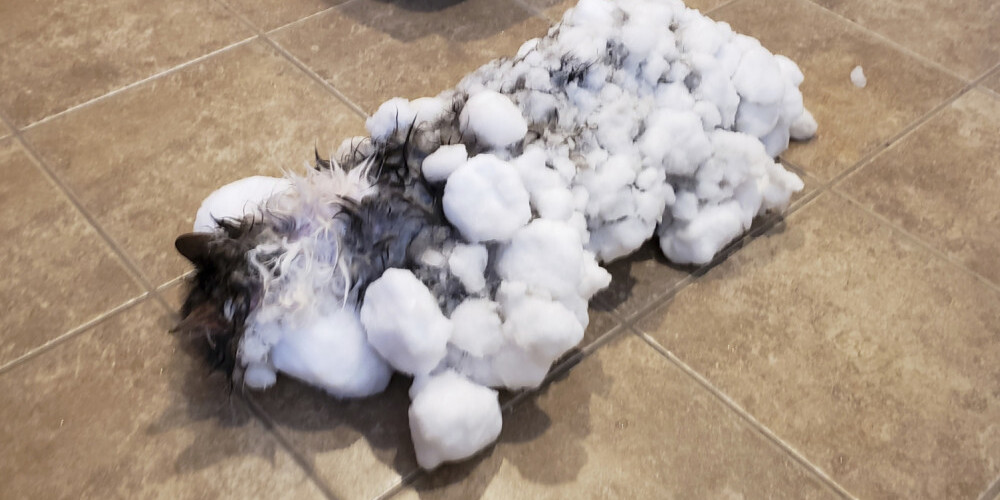 Чудо: ветеринары оживили полностью замерзшую на морозе кошку