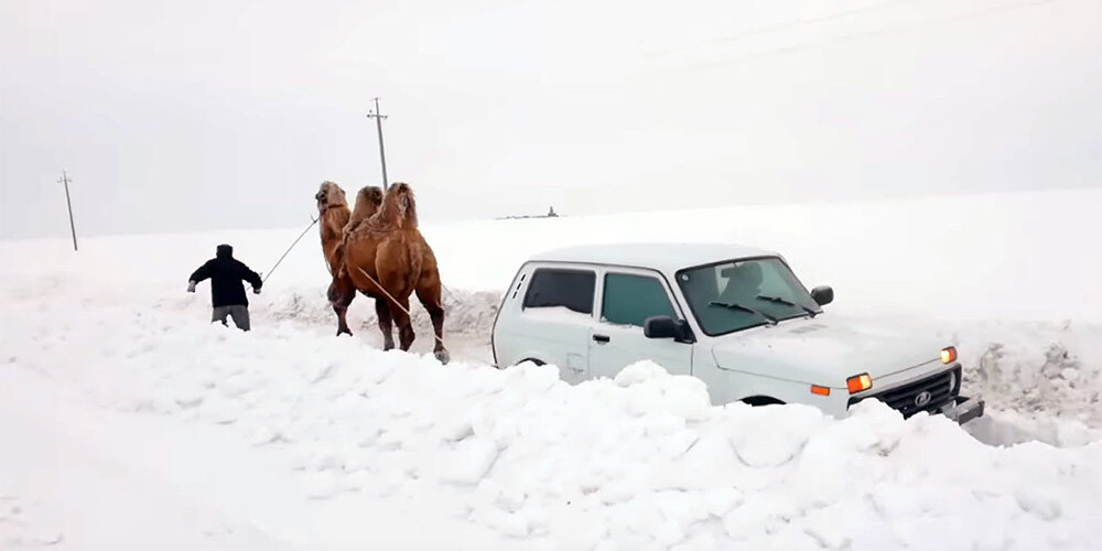 VIDEO: Volgogradā sniegā iestrēgušu "Ņivu" ārā velk ar kamieļa palīdzību