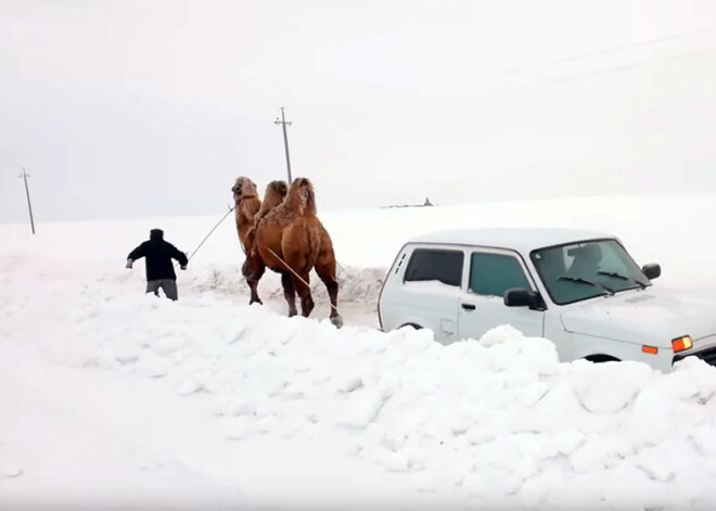 VIDEO: Volgogradā sniegā iestrēgušu "Ņivu" ārā velk ar kamieļa palīdzību