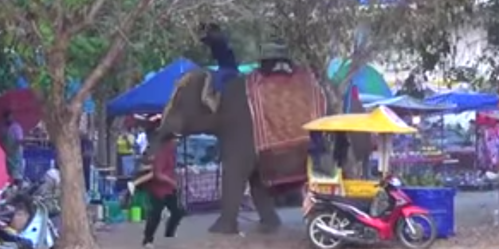 Слон с девушкой на бивне разгромил ярмарку в Таиланде