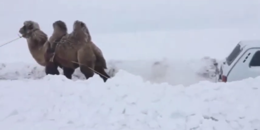 В Саратове верблюд вытянул из снега внедорожник