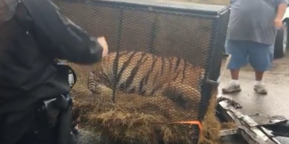 Наркоманы обнаружили в заброшенном доме дикого тигра