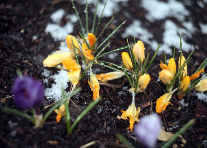 Latvijā iestājies meteoroloģiskais pavasaris - Kolkā pārspēts 14. februāra siltuma rekords