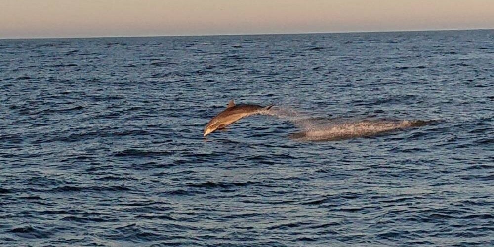 Mangaļsalā pie mola redzēti delfīni