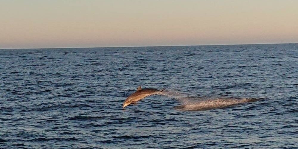 Фото: на Мангальсале заметили дельфинов