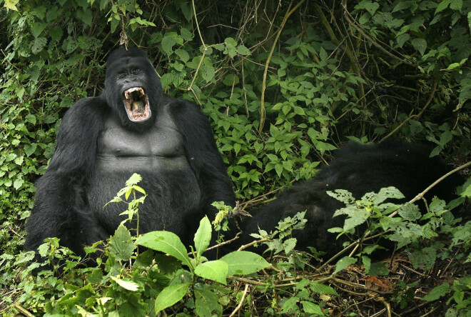 Bijušais bokseris Maiks Taisons Ņujorkas zoodārzā reiz vēlējies uz cīņu izaicināt gorillu.