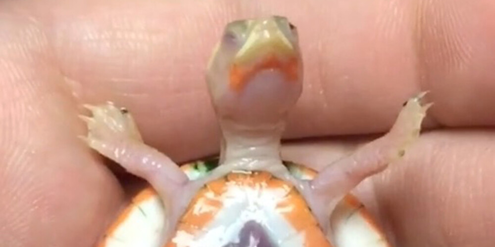 Ņūdžersijā piedzimis albīns bruņurupucis ar sirdi ārpus ķermeņa