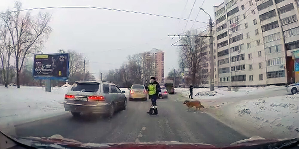 VIDEO: suns Čeļabinskā pacietīgi gaida, kad kāds apturēs satiksmi, lai varētu šķērsot ielu