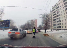 Ceļu policists apturēja satiksmi un ļāva sunim šķērsot ielu.