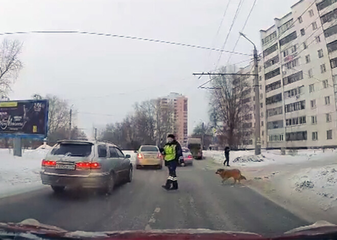 VIDEO: suns Čeļabinskā pacietīgi gaida, kad kāds apturēs satiksmi, lai varētu šķērsot ielu