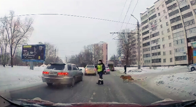 Ceļu policists apturēja satiksmi un ļāva sunim šķērsot ielu.