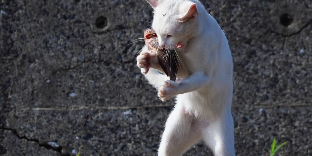 Фотограф делает снимки бродячих котов, чья жизнь — настоящий рок-н-ролл!