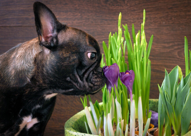 Tavs horoskops šodienai. Pirmdiena, 25. februāris