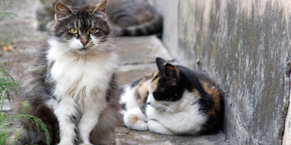 Kāda siguldiete nezina, ko darīt: kaimiņmājā ļembastu rīko 17 kaķi