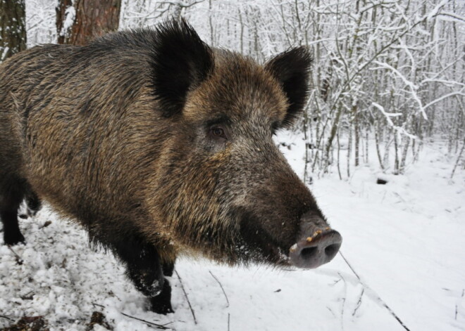 Āfrikas cūku mēris šajā nedēļā konstatēts 2 mežacūkām Saldus novadā