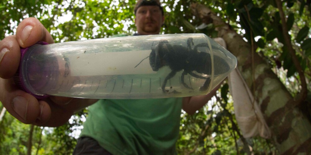 FOTO: Indonēzijā atrasta pasaulē lielākā bite