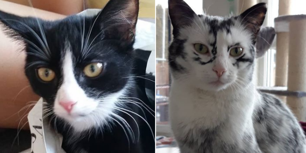 Ar vitiligo slimību sirgstošs kaķis pāris gados pārtop īstā mākslas darbā