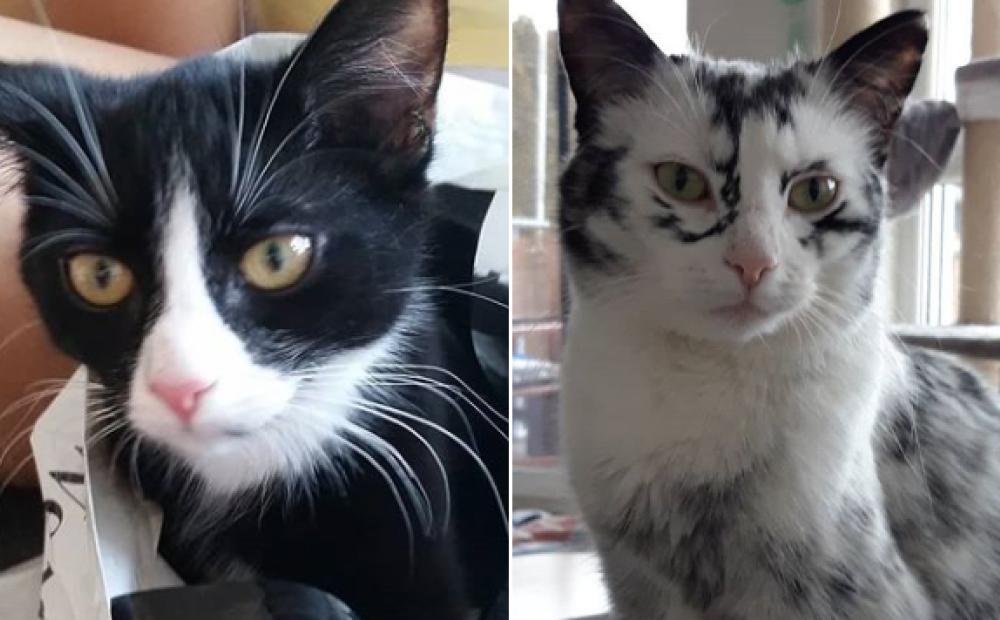 Кошка превращается в женщину. Девушка превращается в кошку. Кошка превращается в женщину. Кошки мюзикл 2019. Кошка превращается в женщину.