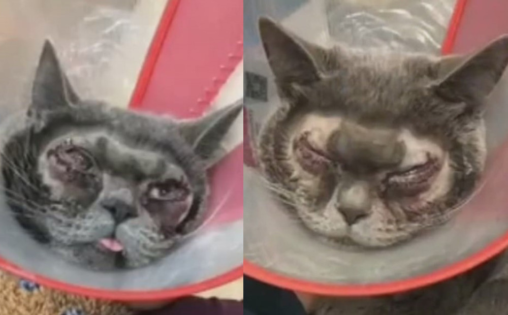 Яна кошка до и после пластики фото
