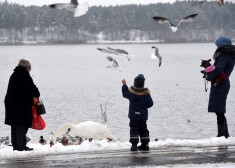 Cilvēki baro putnus Ķengaraga promenādē.