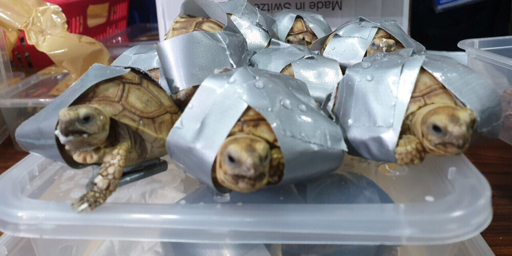 Filipīnu lidostā novārtā atstātos koferos atrasti vairāk nekā 1500 bruņurupuči, kas satīti līmlentē