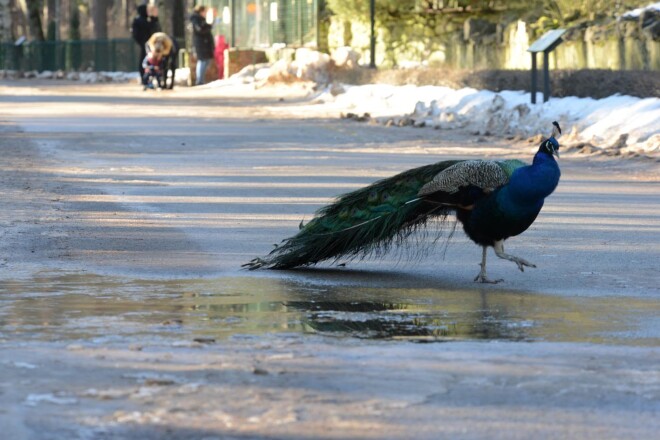 Pāvs pasataigājas pa Rīgas Zooloģisko dārzu.