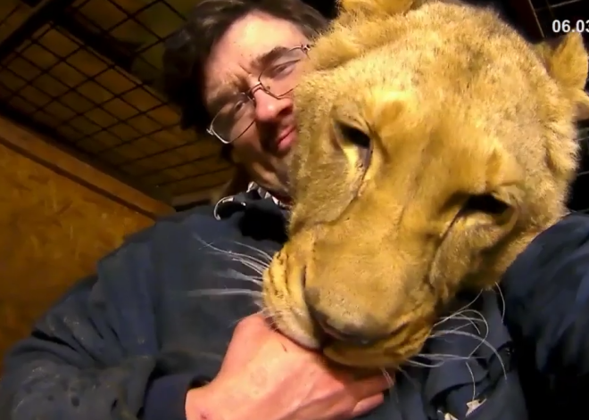 В Чехии «домашний» лев убил своего хозяина