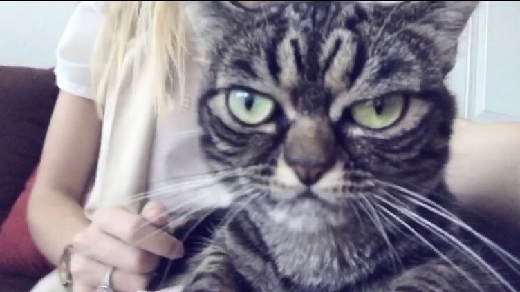 Видео: кот Толя прославился в сети, украв у хозяйки торт за 7 секунд