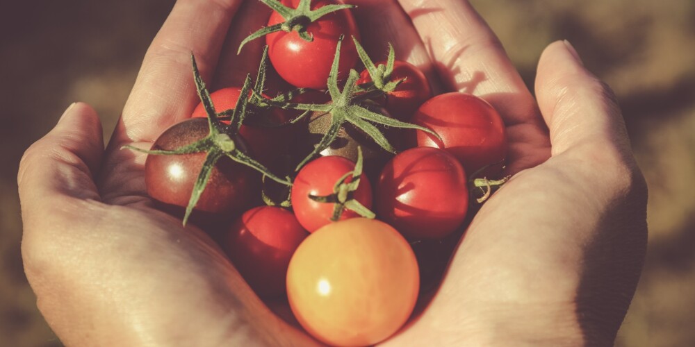 7 kļūdas, kāpēc tomātiem būs sliktāka raža