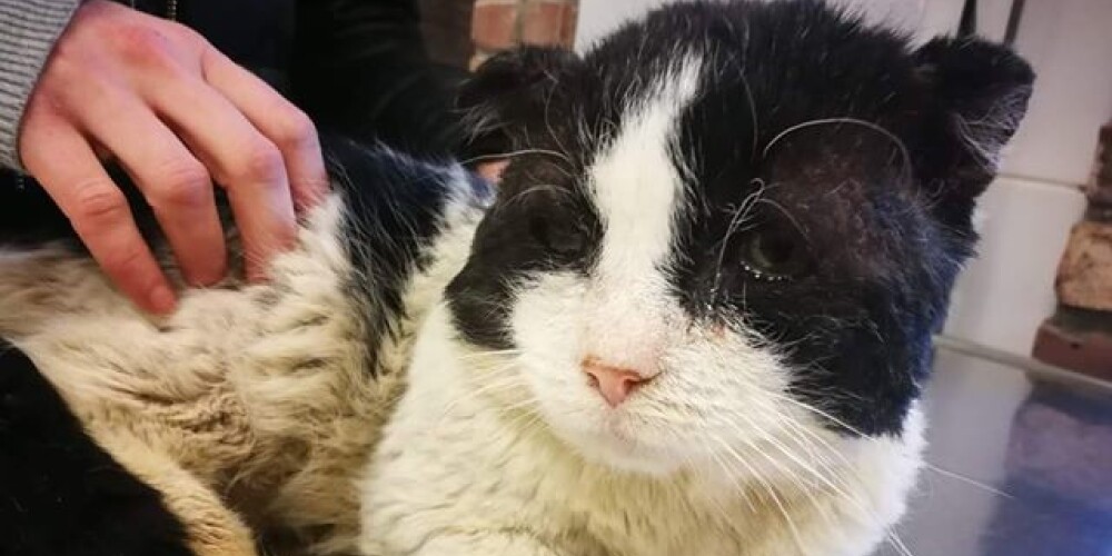 Рижанка, спасшая больного и брошенного умирать на морозе кота, рассказала, как у него идут дела