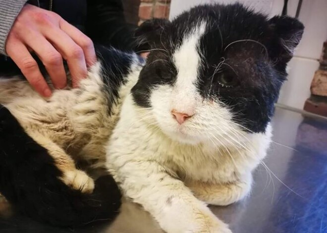 Рижанка, спасшая больного и брошенного умирать на морозе кота, рассказала, как у него идут дела