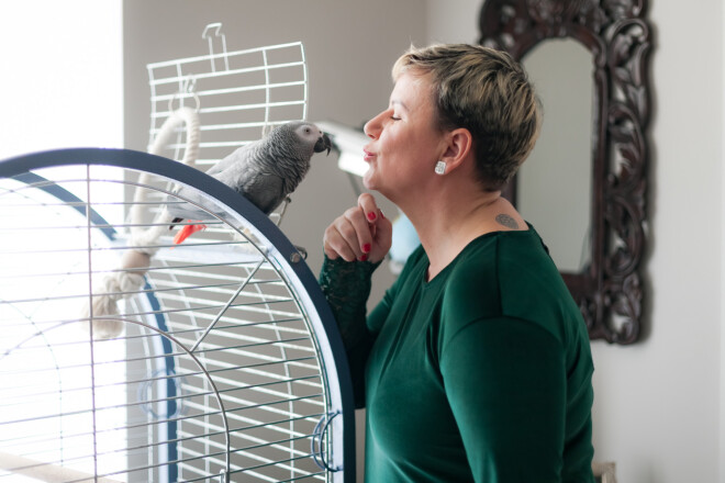 Ikdienu krāšņo runātīgais papagailis Joko.