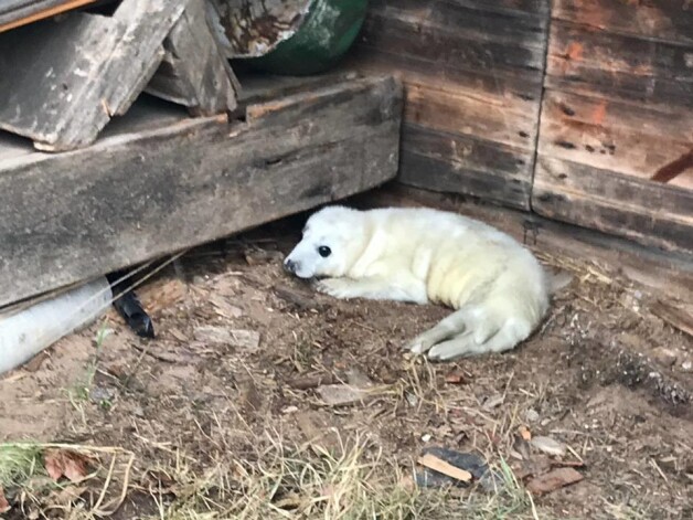 Bēgot no cilvēkiem, mazs ronēns, meklējot patvērumu, mērojis tālu ceļu līdz kādai saimniecībai.