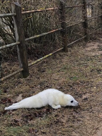 Bēgot no cilvēkiem, mazs ronēns, meklējot patvērumu, mērojis tālu ceļu līdz kādai saimniecībai.