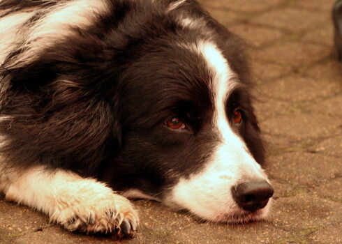 "Dogo" suņu barības ražotājs zaudē strīdā ar vetārstiem par neslavas celšanu