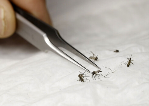 Apmēram pusē no Latvijas dzīvojamo māju pagrabiem dzīvo malārijas odi: pētnieks aicina tos fotografēt