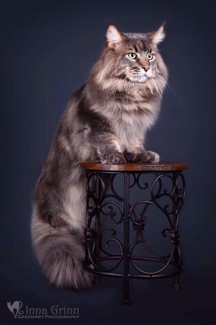 Kā jau tas runčiem raksturīgs, Diego ir slinks.