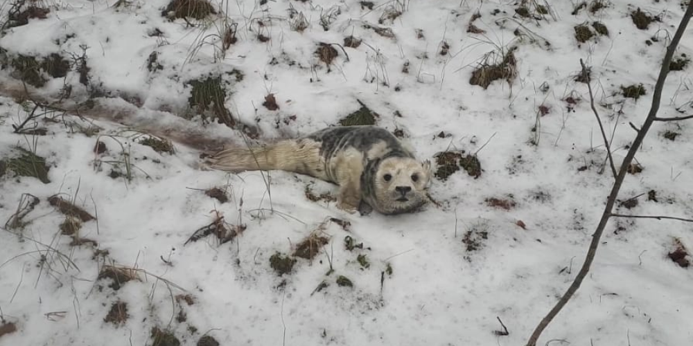 Rīgas Zoodārzā miris suņa sakosts roņu mazulis; saimniekus lūdz četrkājainos draugus turēt pavadās