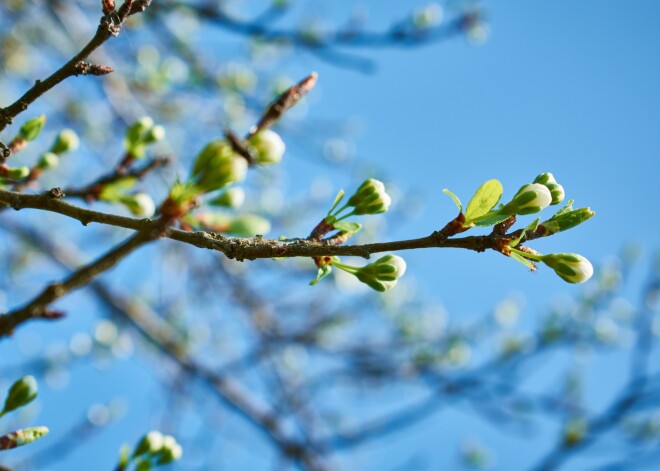 Dienai kļūstot garākai par nakti, nākamnedēļ sāksies astronomiskais pavasaris