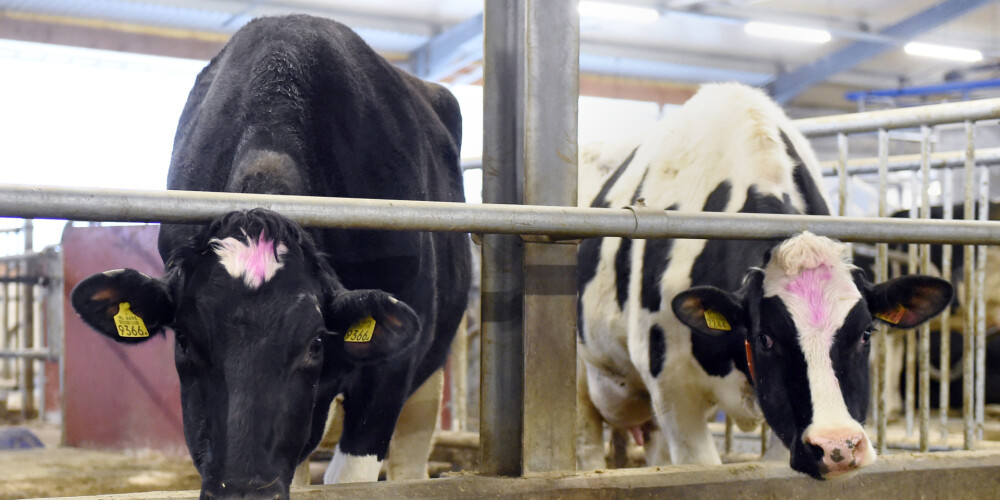 Нехватка рабочей силы способствует модернизации молочного животноводства