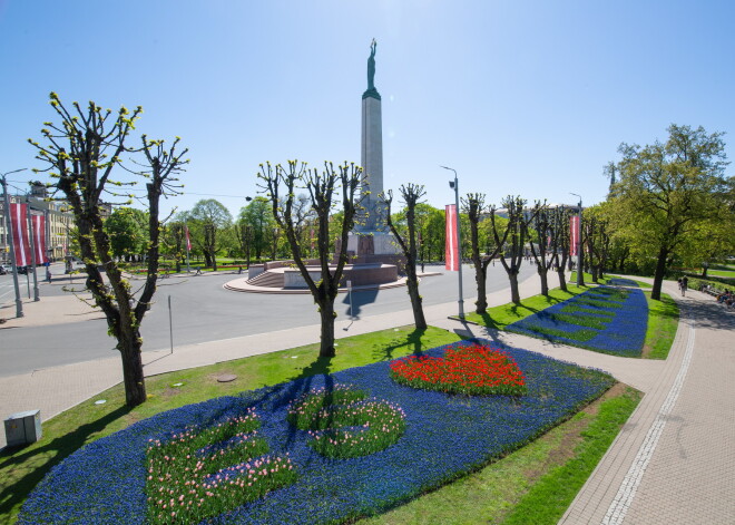 Brīvības ielas liepu aleja kā ik pavasari iegūst īpašo augstā dzīvžoga noformējumu