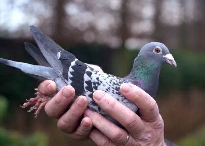 Par vairāk nekā miljonu eiro pārdots planētas žiglākais sacīkšu balodis Armando