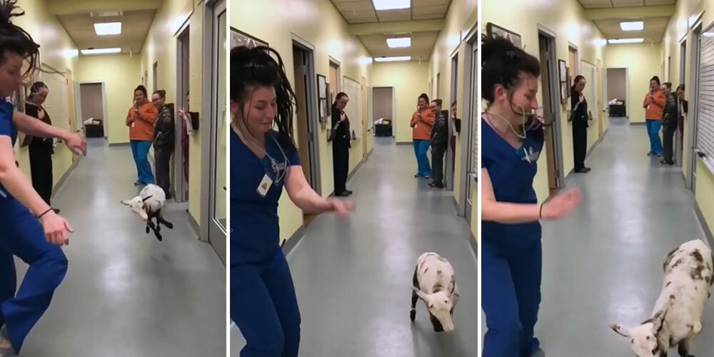 VIDEO: internetu sajūsmina veterinārārstes un jēra mīlīgā deja