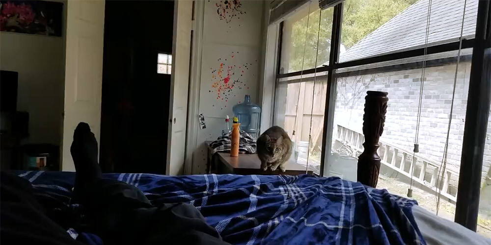VIDEO: lūk, ko dara kaķis, kuru nokaitinājusi saimnieka dziedāšana