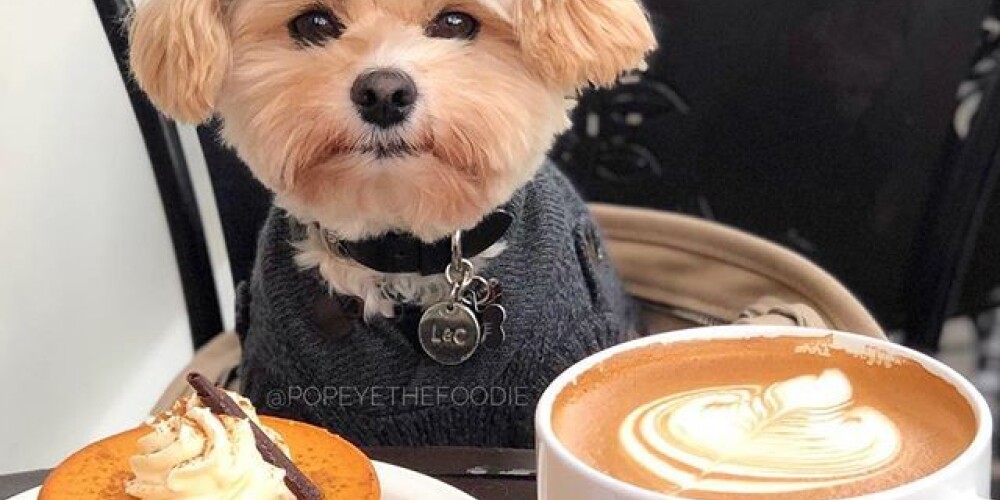 Собака, найденная на улице «тощей и грязной» стала звездой Instagram, фотографируясь рядом с едой