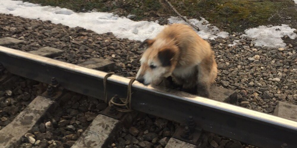 Собаку привязали к рельсам, чтобы ее сбил поезд: машинист сделал невозможное