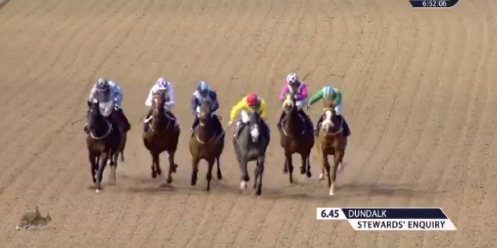 VIDEO: divi zaķi pieķerti romantiskā nodarbē zirgu skriešanās sacīkšu laikā